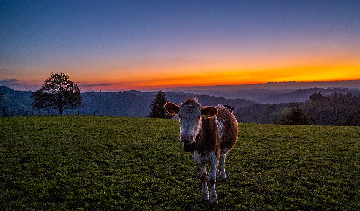 Dem Rind gefällt die blaue Stunde! - Willisauer Bote