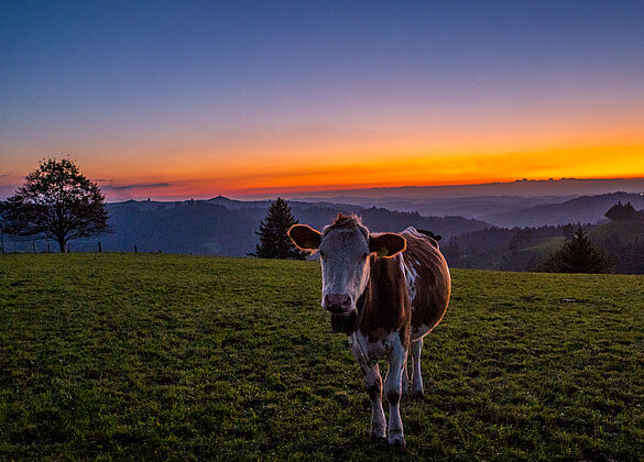 Dem Rind gefällt die blaue Stunde!