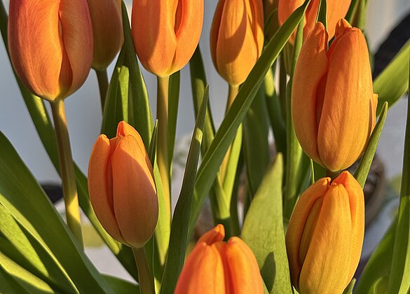 Bunte Tulpen machen Freude auf den Frühling