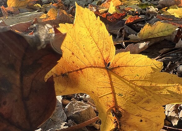 Goldenes Herbstlicht am Wegesrand