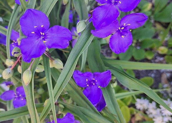 Blumen aus meinem Garten 