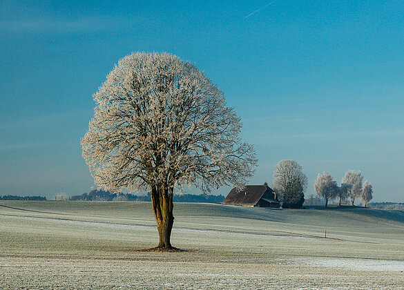 Wintermorgen im Ettiswiler Moos