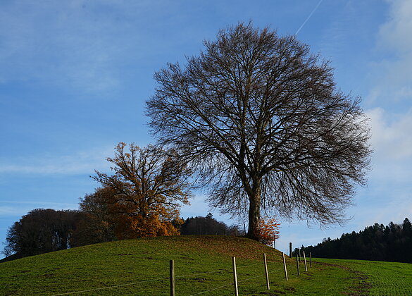 Die Blätter sind gefallen - der Winter steht bevor