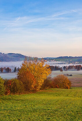 Herbstfarben und Bodennebel im Moos