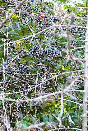 Der Tisch ist reichlich gedeckt - des Beerenfressers Glück