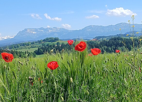 Farbtupfer im Gerstenfeld