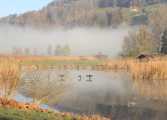  die Kormorane  trocknen ihre Flügel 