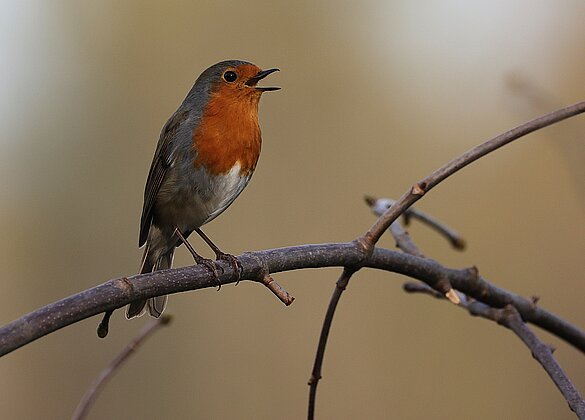Das Rotkehlchen begrüsst den Frühling.
