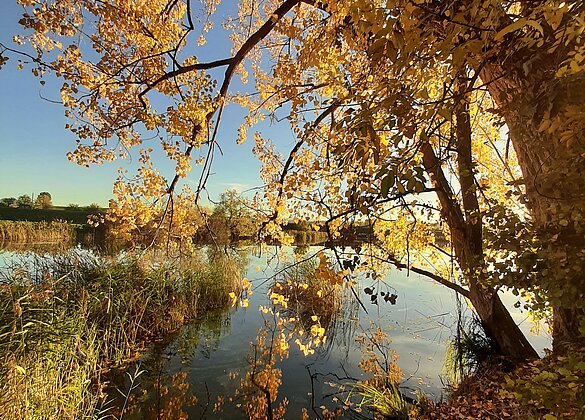 Leuchtende Herbstfarben am Egolzwilersee
