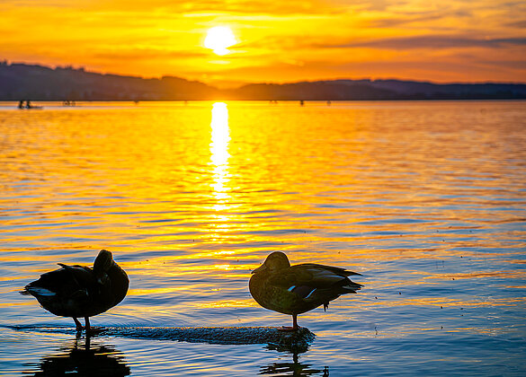 Die Enten geniessen den Sonnenuntergang!
