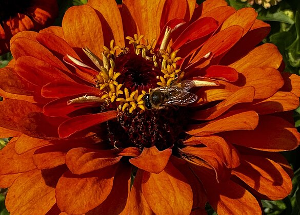 Wunderschöne Zinnien