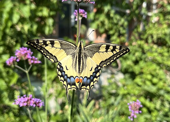 Schwalbenschwanz besucht unseren Garten