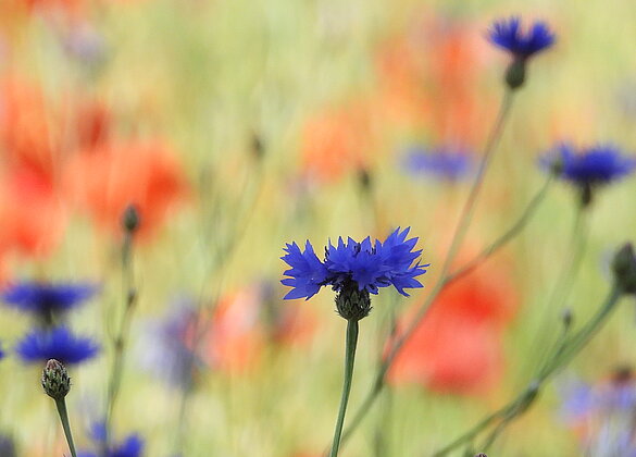 Wunderbare Kornblumenzeit.