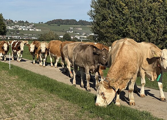 Noch schnell ein letztes Büschel Gras auf dem Heimweg