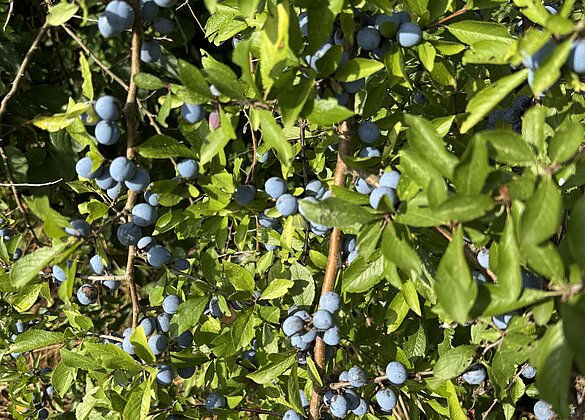 Der Schwarzdorn ist voller Früchte