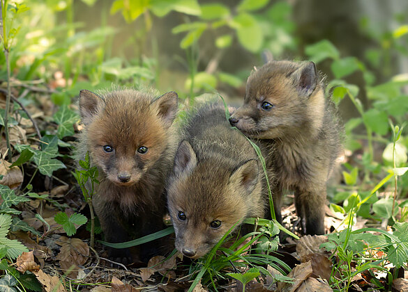 Fuchsfamilie im Napfgebiet 