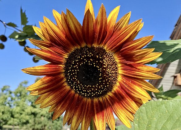 farbenprächtige Sonnenblume