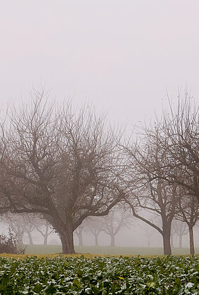 Obstbäume im Nebel