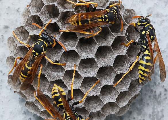 Arbeiterinnen der Feldwespen beim Nestbau