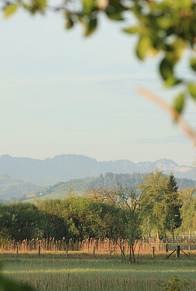 Blick durch die Hecke