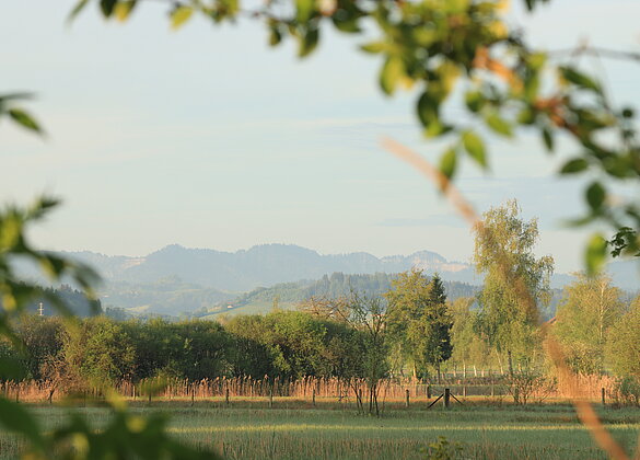 Blick durch die Hecke