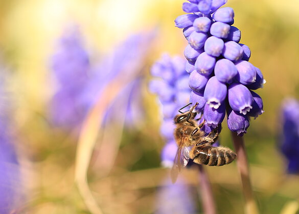 Die Traubenhyazinthen zieht die Biene an 