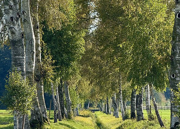 Immer wieder faszinierend,die Birkenallee im Moos