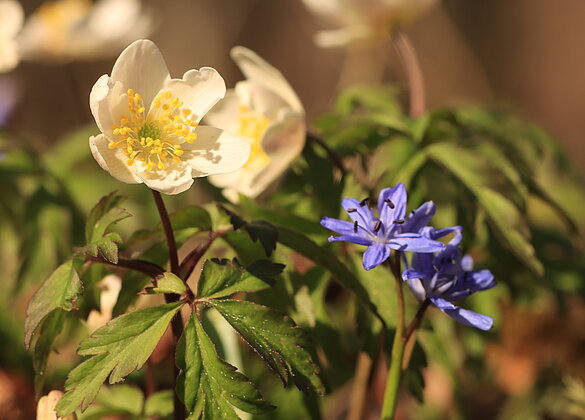 Je länger der Frühling umso mehr Blümchen blühen