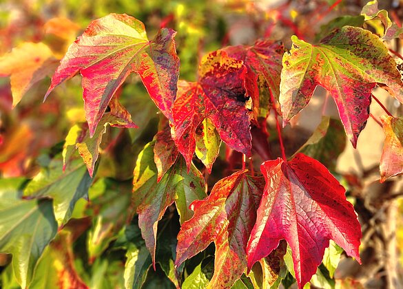 Die Herbstsonne lässt die bunten Blätter leuchten.