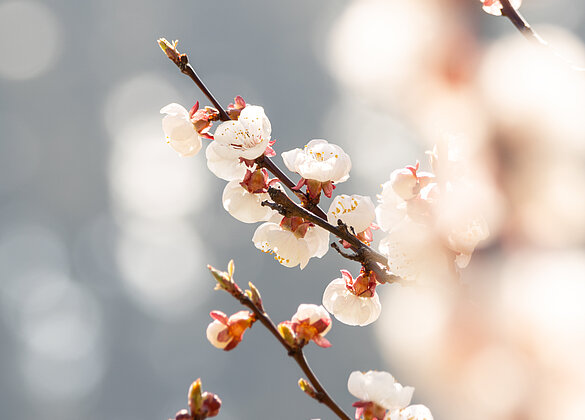 Wo Blüten sind, kehrt Wärme zurück.