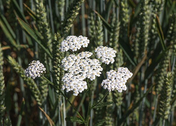 Weisse Scharfgarbe im Kornfeld.