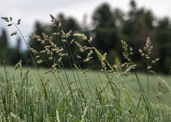 Knaulgras im Kornfeld.