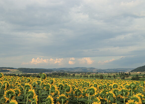 Wann und wo entladen sich diese Gewitterwolken