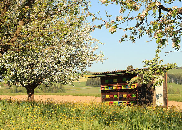 Die Bienen haben einen nahe "Arbeitsweg"