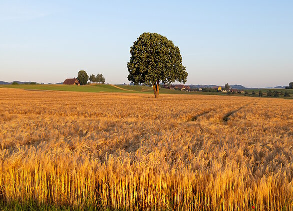 Ein prachtvolles Gerstenfeld, im Ettiswilermoos