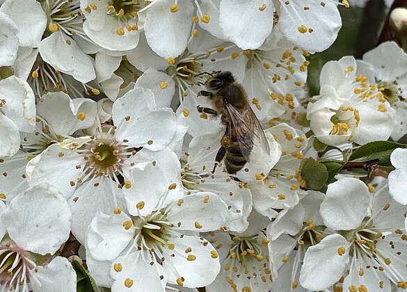 Schade hört man das Summen der Bienen nicht,im Schwarzdorn