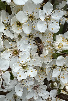 Schade hört man das Summen der Bienen nicht,im Schwarzdorn