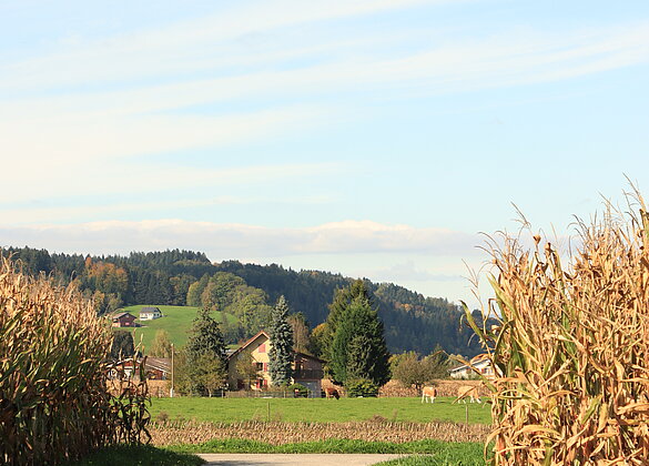 Auf dem Lande