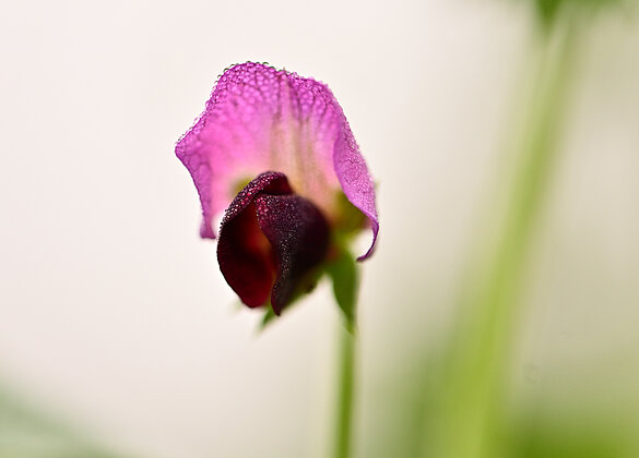 Erbsenblüte im Morgentau