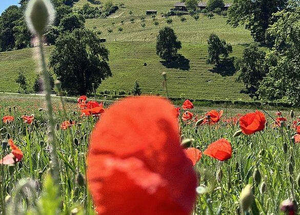 Wunderschöner Mohn,im Hintergrund Burg Kastelen