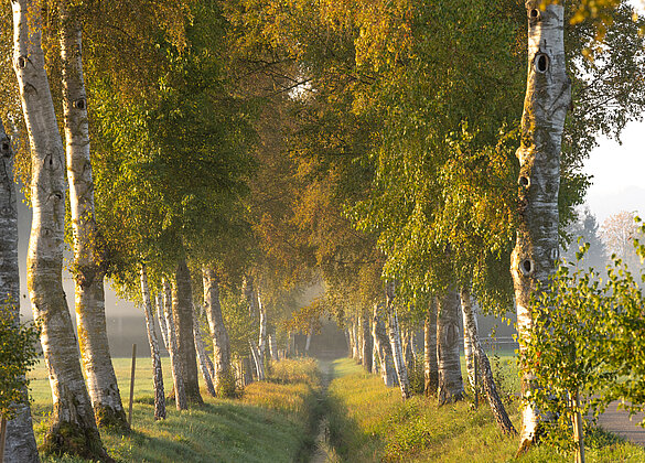 Die herbstliche Birkenallee im Moos