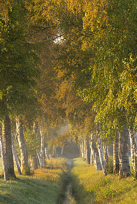 Die herbstliche Birkenallee im Moos