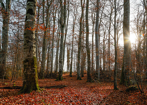 Die Sonnenstahlen erhellen den herbstlichen Buchwald