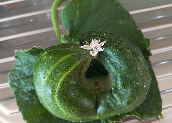 Laune der Natur 😉🥒♥️