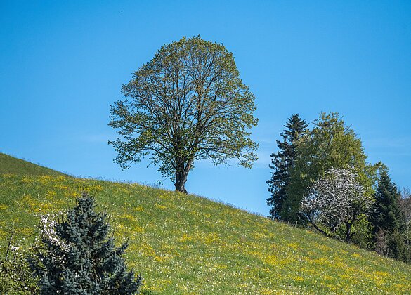 Der Sonnenrain macht seinem Namen alle Ehre. 