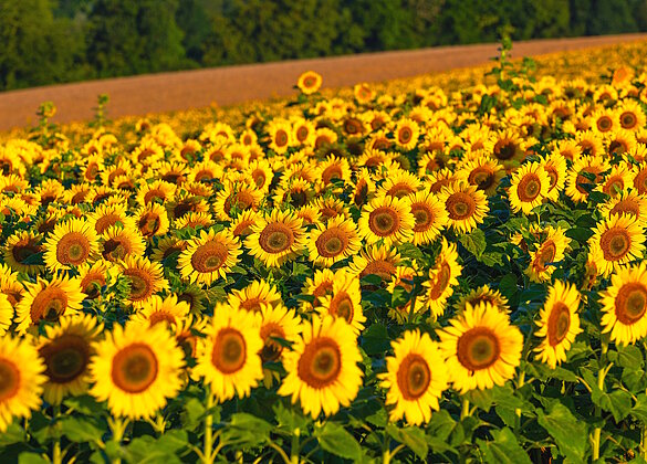 Ein Meer aus Sonnenblumen
