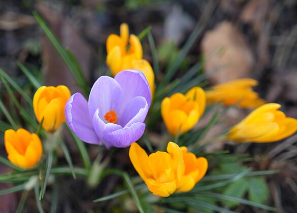 Einfach eine Augenweide, diese Krokusse
