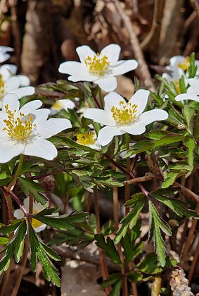 Filigrane Buschwindröschen leuchten der Sonne entgegen.