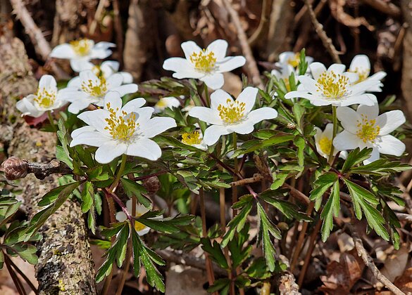 Filigrane Buschwindröschen leuchten der Sonne entgegen.
