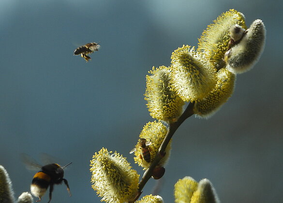 Gutes Flugwetter bei den Insekten.